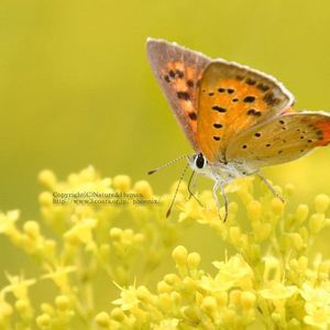 Meet your Posher, Shuting